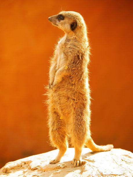 meerkat