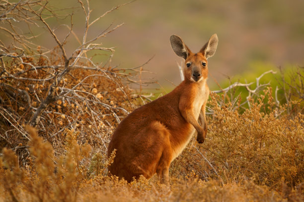 wallaroo