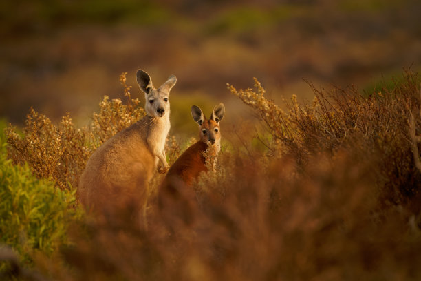 wallaroo