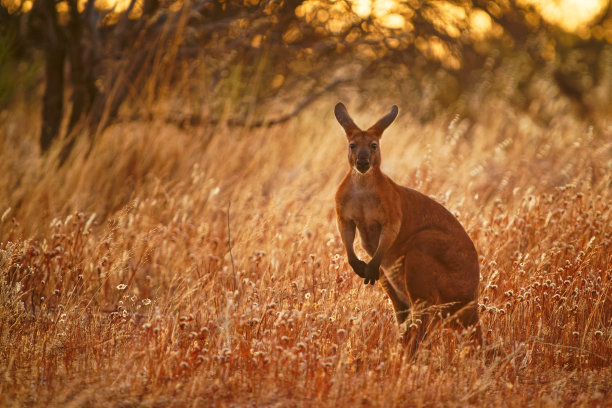 wallaroo