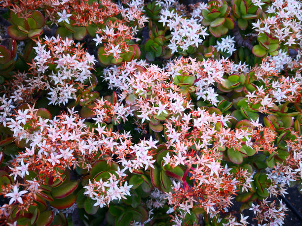 crassula