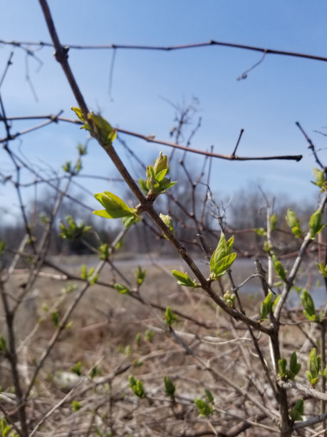 twig
