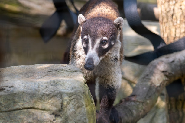coatimundi
