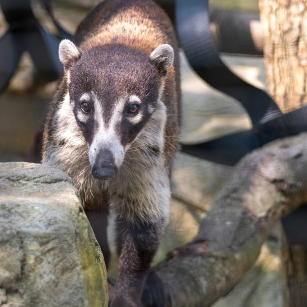 coatimundi