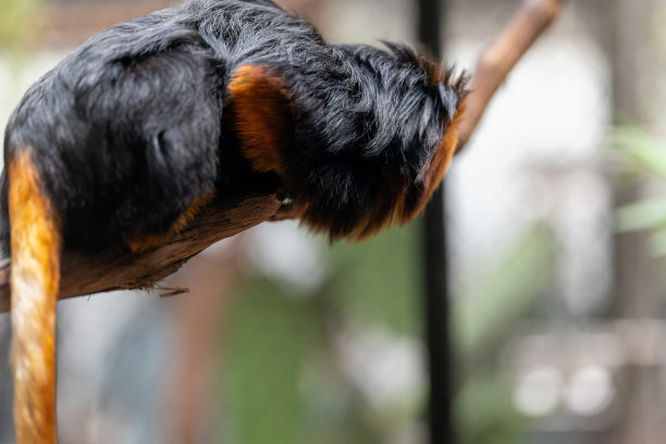 saguinus