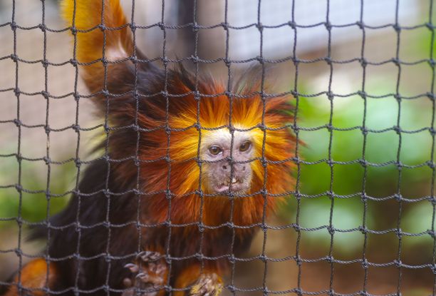 saguinus