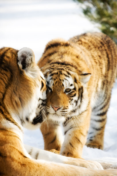 siberian