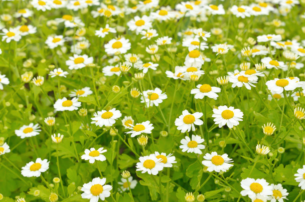 camomiles