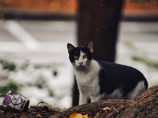 stray