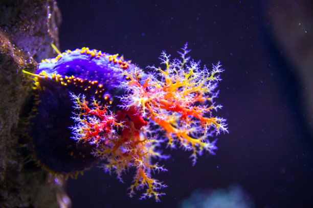 anemone