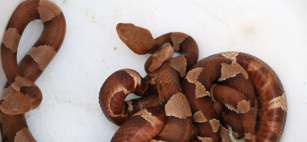 copperhead