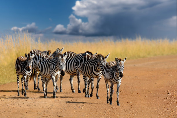 zebra