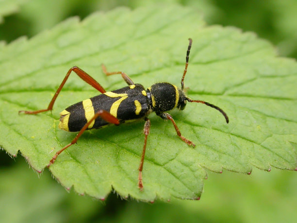 entomology