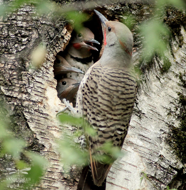perched