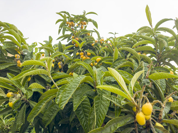 琵琶植物