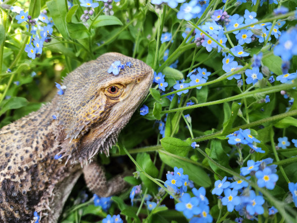 pogona
