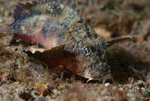 pterois