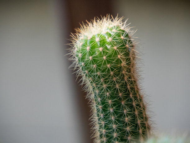 spiked