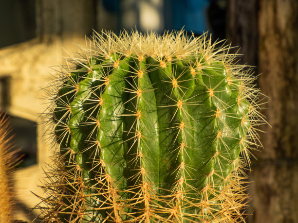 spiked