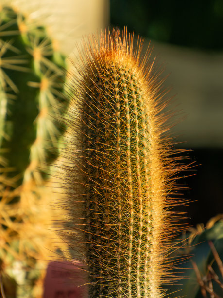 spiked