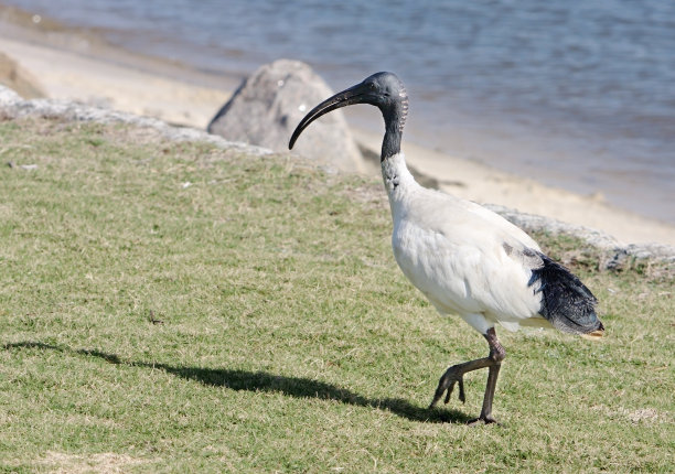 ibis