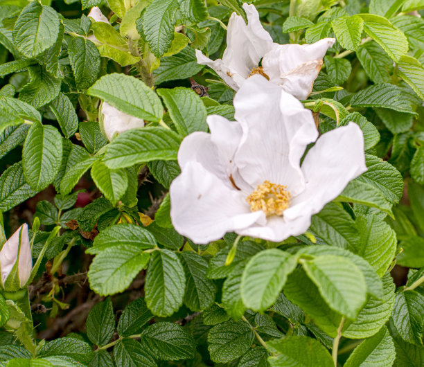 rugosa