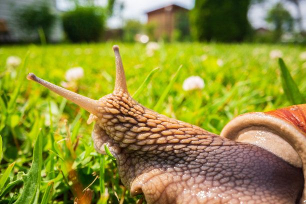 gastropod