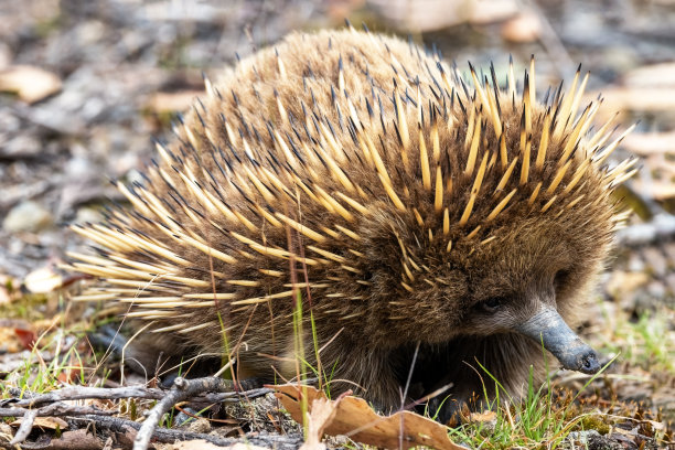 spiked