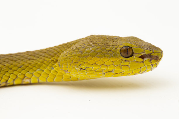 adders