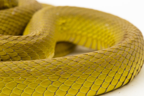 adders