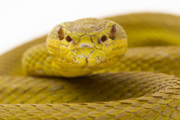 adders