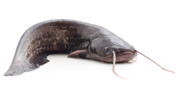catfish