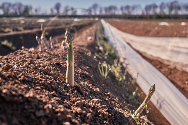 asparagus