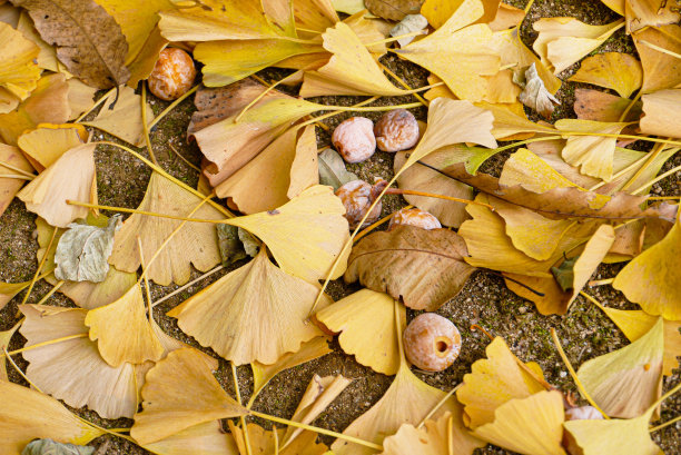 叶子,植物学,植物