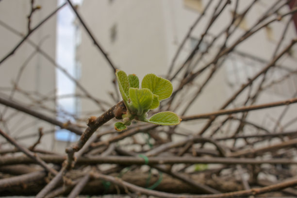 twig
