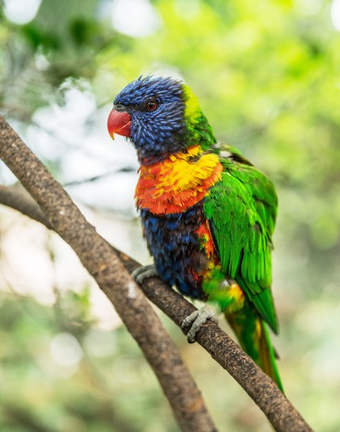 lorikeets