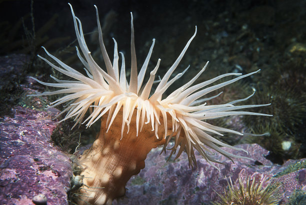 anemone