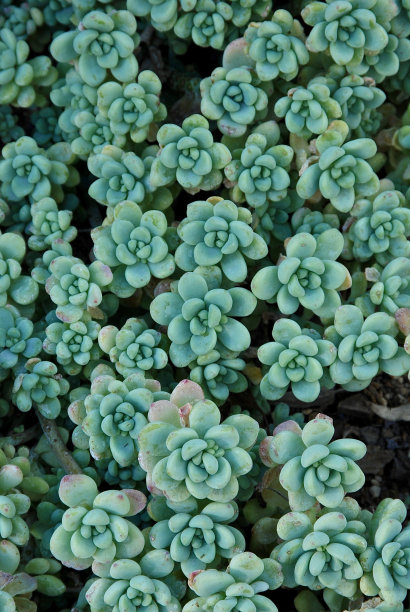 crassula