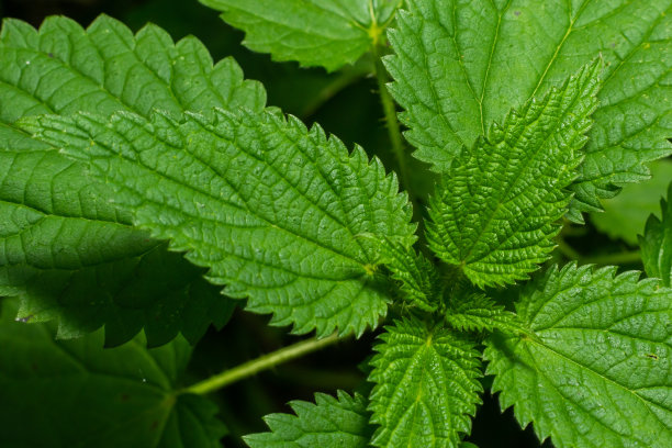 nettles