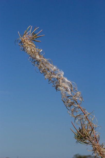 epilobium