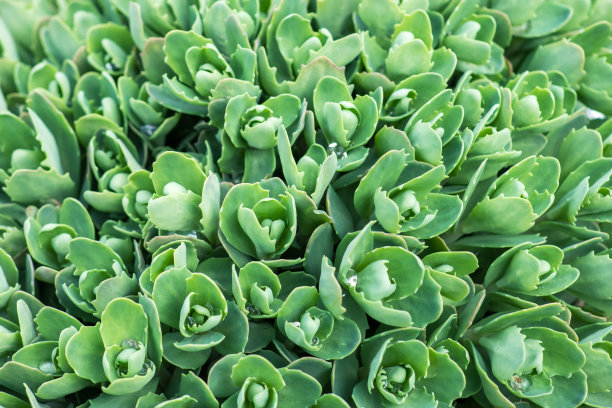 sedum
