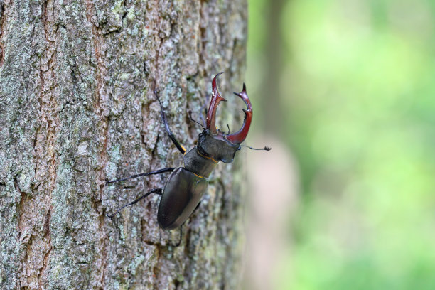 lucanus