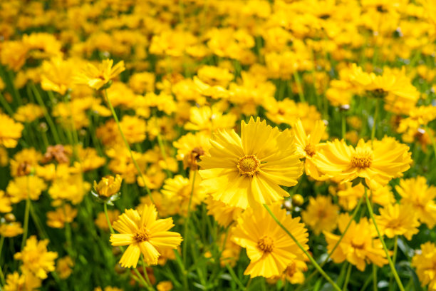 calliopsis