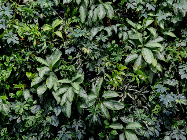 宾馆装饰植物墙