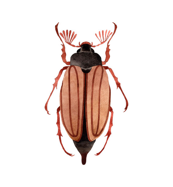 beetles