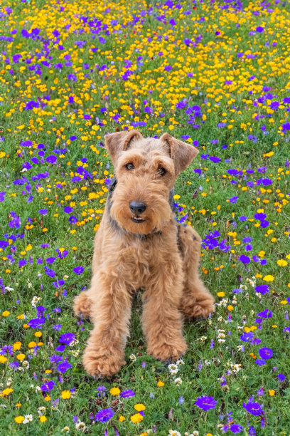 airedale