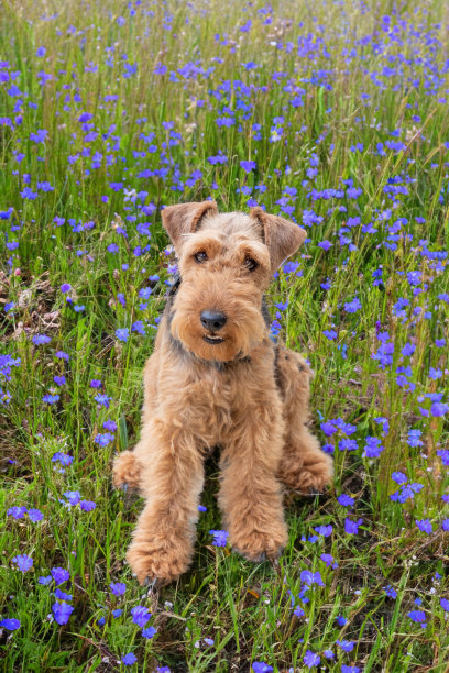 airedale