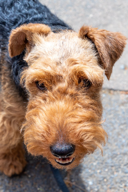 airedale