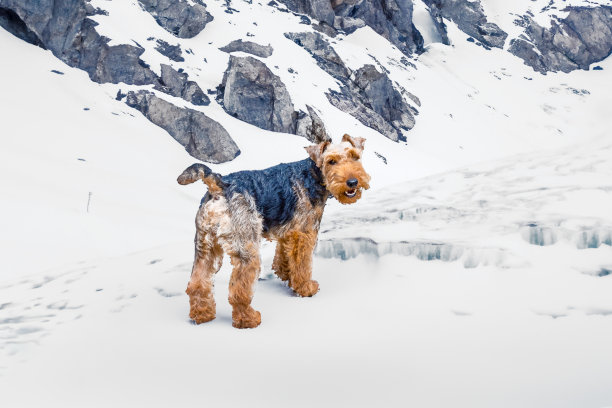 airedale
