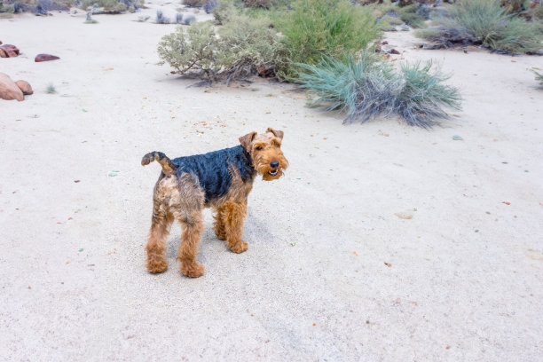 airedale